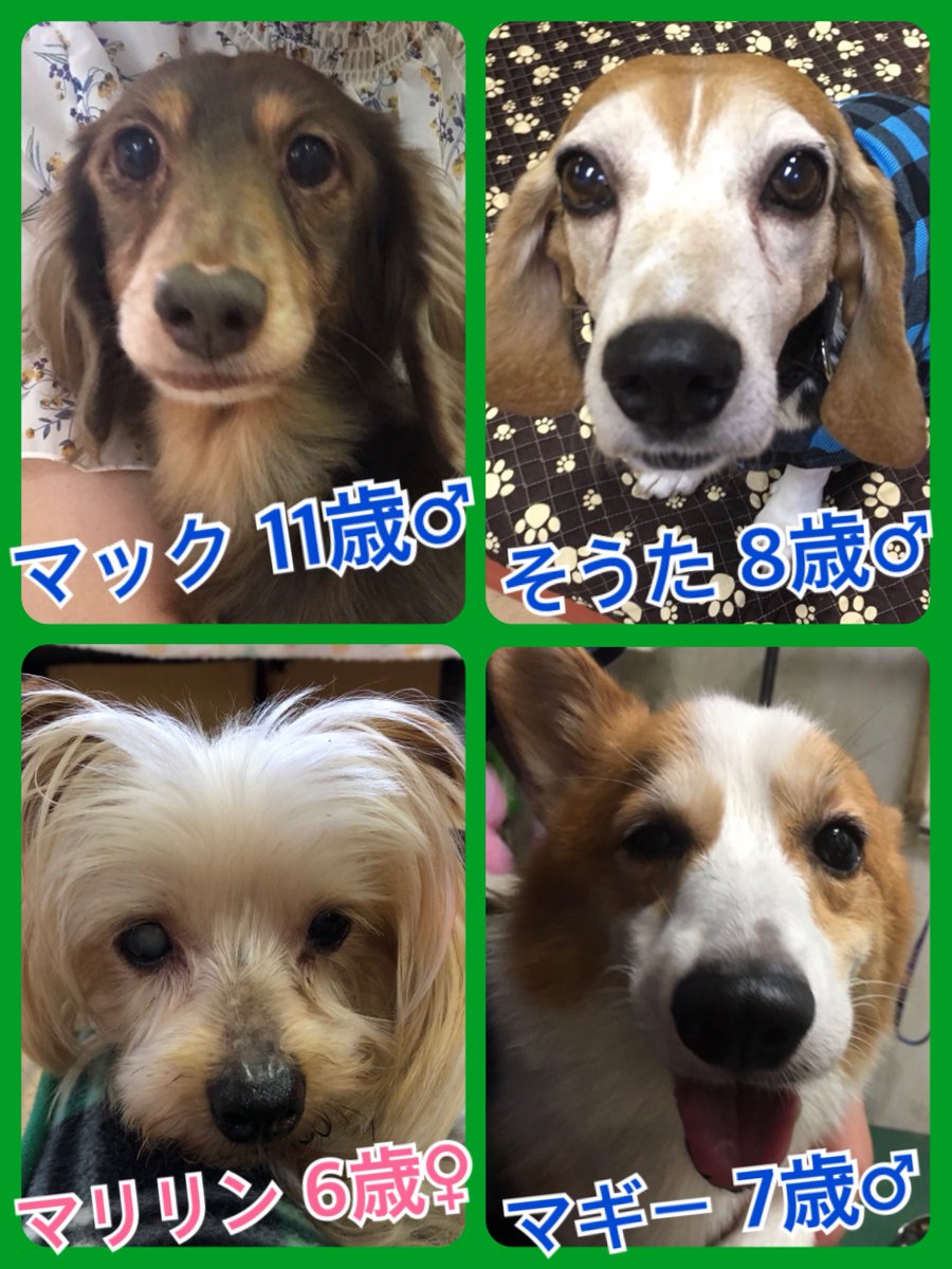 🐾今日の里親様募集中ワンコ🐶メンバーです🐾2018,9,23